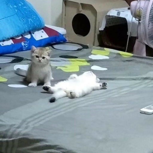 도이칠란드박