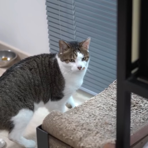 누메로도스